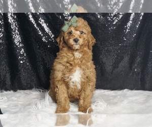 Goldendoodle (Miniature) Puppy for sale in WARSAW, IN, USA