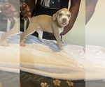 Small #3 American Bully
