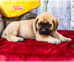 Small Photo #14 Mastiff Puppy For Sale in WAKARUSA, IN, USA