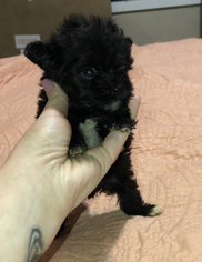 Maltipoo Puppy for sale in OLLA, LA, USA