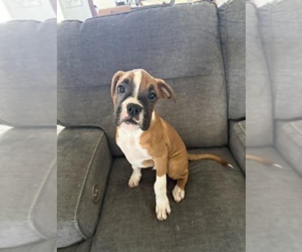 Medium Photo #2 Boxer Puppy For Sale in KISSIMMEE, FL, USA