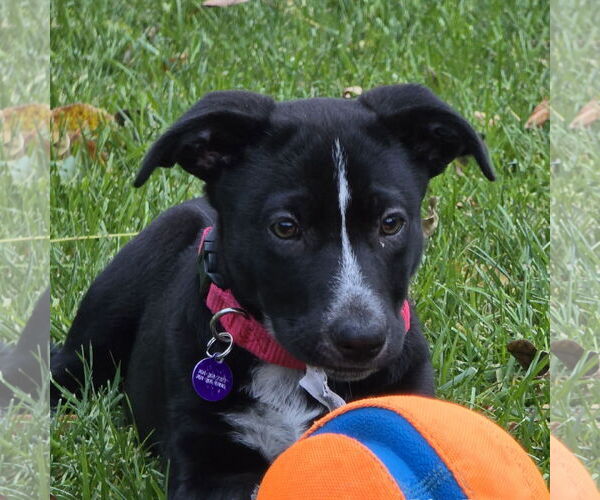 Medium Photo #5 Border Collie-Unknown Mix Puppy For Sale in Fargo, ND, USA