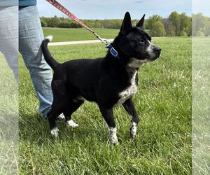 Chow Chow-Huskies Mix Dogs for adoption in Macon, MO, USA