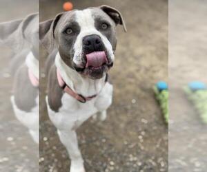 Staffordshire Bull Terrier Dogs for adoption in Santa Barbara, CA, USA
