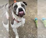 Small Staffordshire Bull Terrier