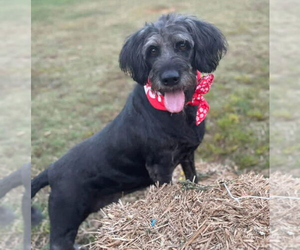 Medium Photo #3 Labrador Retriever-Unknown Mix Puppy For Sale in Conway, AR, USA