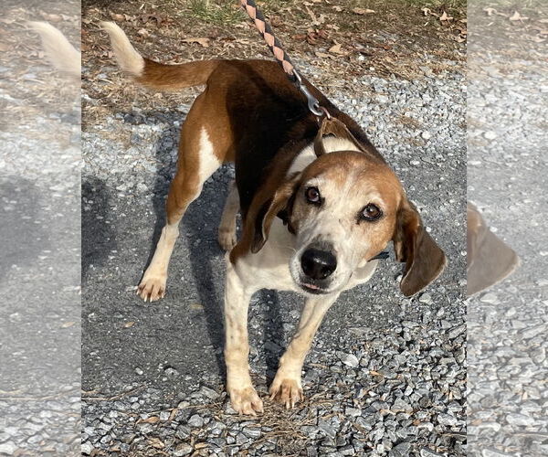 Medium Photo #2 Mutt Puppy For Sale in Rustburg, VA, USA