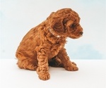 Small Photo #6 Poodle (Miniature) Puppy For Sale in TAMPA, FL, USA