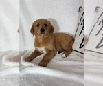 Ginger - Female Golden Retriever Puppy for Sale - Photo #5