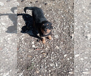Rottweiler Puppy for sale in DEVORE HEIGHTS, CA, USA