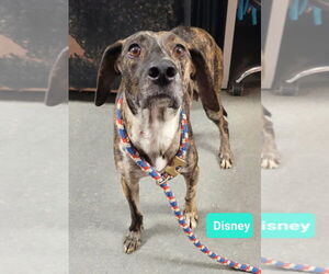Plott Hound-Unknown Mix Dogs for adoption in Richmond, IN, USA