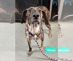 Small Plott Hound Mix