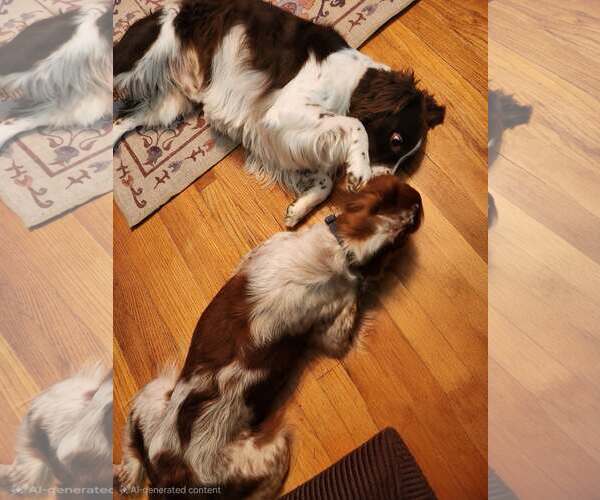 Medium Photo #4 - Mix Puppy For Sale in Curwensville, PA, USA