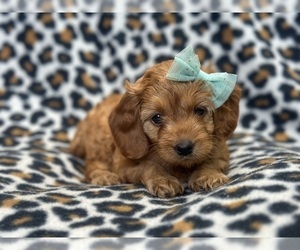 Cockapoo Puppy for sale in LAKELAND, FL, USA