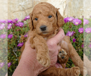 Goldendoodle (Miniature) Puppy for sale in ROY, UT, USA
