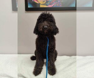 Labradoodle Dogs for adoption in St. Louis Park, MN, USA