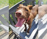 Small #31 American Pit Bull Terrier Mix
