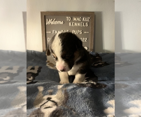 Medium Photo #25 Welsh Cardigan Corgi Puppy For Sale in SUN PRAIRIE, WI, USA