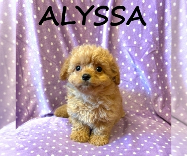 Medium Photo #2 Cock-A-Poo Puppy For Sale in HARTLAND, MN, USA