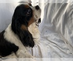 Small Photo #1 Cavalier King Charles Spaniel Puppy For Sale in FOLSOM, CA, USA