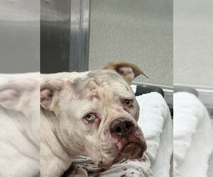 American Pit Bull Terrier-Unknown Mix Dogs for adoption in Las Vegas, NV, USA