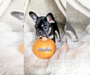French Bulldog Puppy for sale in BUFFALO, WY, USA