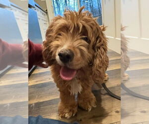 Cocker Spaniel Dogs for adoption in Brights Grove, Ontario, Canada