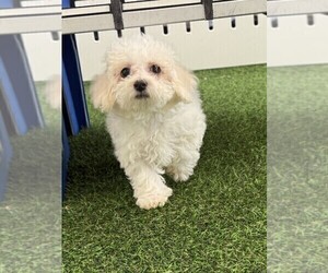 Bichon Frise Puppy for sale in INDIANAPOLIS, IN, USA