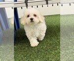 Small Bichon Frise