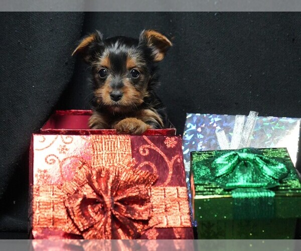 Medium Photo #4 Yorkshire Terrier Puppy For Sale in ROCK VALLEY, IA, USA