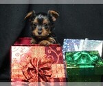 Small #3 Yorkshire Terrier