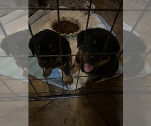 Rottweiler Litter for sale in CAMERON, OK, USA