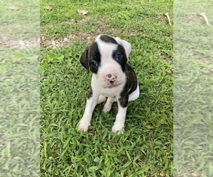 American Bulldog Puppy for sale in WINTERVILLE, GA, USA