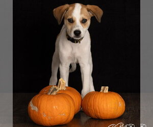 Great Pyrenees-Unknown Mix Dogs for adoption in Claremore, OK, USA