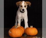 Lil' Kim - Female Great Pyrenees-Unknown Mix Dog for Adoption - Small photo