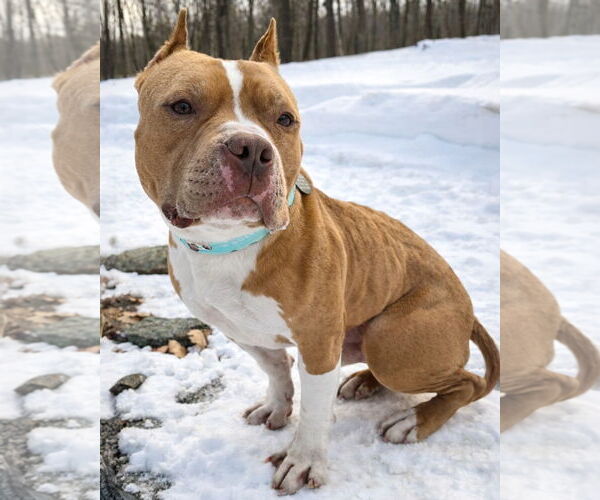 Medium Photo #2 American Pit Bull Terrier Puppy For Sale in Westminster, MA, USA