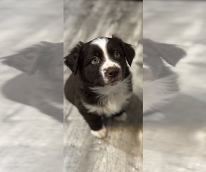 Australian Shepherd Puppy for Sale in SPRINGVILLE, Indiana USA