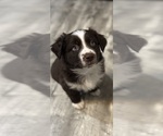 Small Photo #1 Australian Shepherd Puppy For Sale in SPRINGVILLE, IN, USA