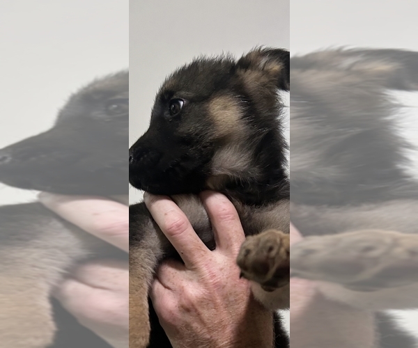 Medium Photo #2 German Shepherd Dog Puppy For Sale in GADSDEN, AL, USA