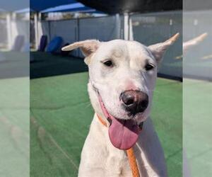 Labrador Retriever-Unknown Mix Dogs for adoption in Redlands, CA, USA