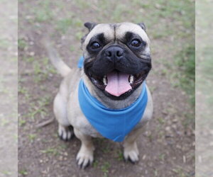 Pug-Unknown Mix Dogs for adoption in San Antonio, TX, USA