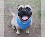 Small Pug Mix