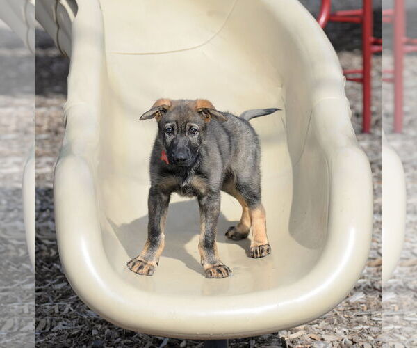Medium Photo #15 German Shepherd Dog Puppy For Sale in Gretna, NE, USA