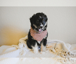 Small Photo #13 Miniature Australian Shepherd Puppy For Sale in FORT RUCKER, AL, USA