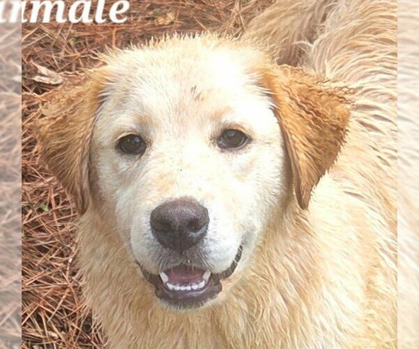 Medium Photo #1 Retriever -Unknown Mix Puppy For Sale in Canton, CT, USA