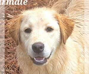 Retriever -Unknown Mix Dogs for adoption in Canton, CT, USA