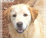 Small Retriever  Mix