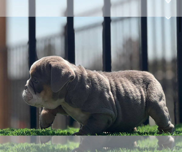 Medium Photo #21 English Bulldog Puppy For Sale in NEW YORK, NY, USA