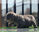 Small #20 English Bulldog