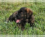 Small Photo #6 Double Doodle Puppy For Sale in VALDESE, NC, USA